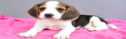 Beagle dogs for sale: Darcey - Ad 1