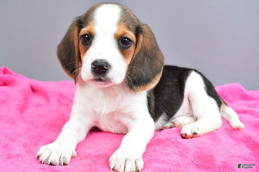 Beagle dogs for sale: Darcey - Ad 1