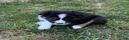 Australian Shepherd dogs for sale: Mr. Fluffy - Ad 4