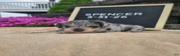 Miniature Schnauzer dogs for sale: Spencer - Ad 5