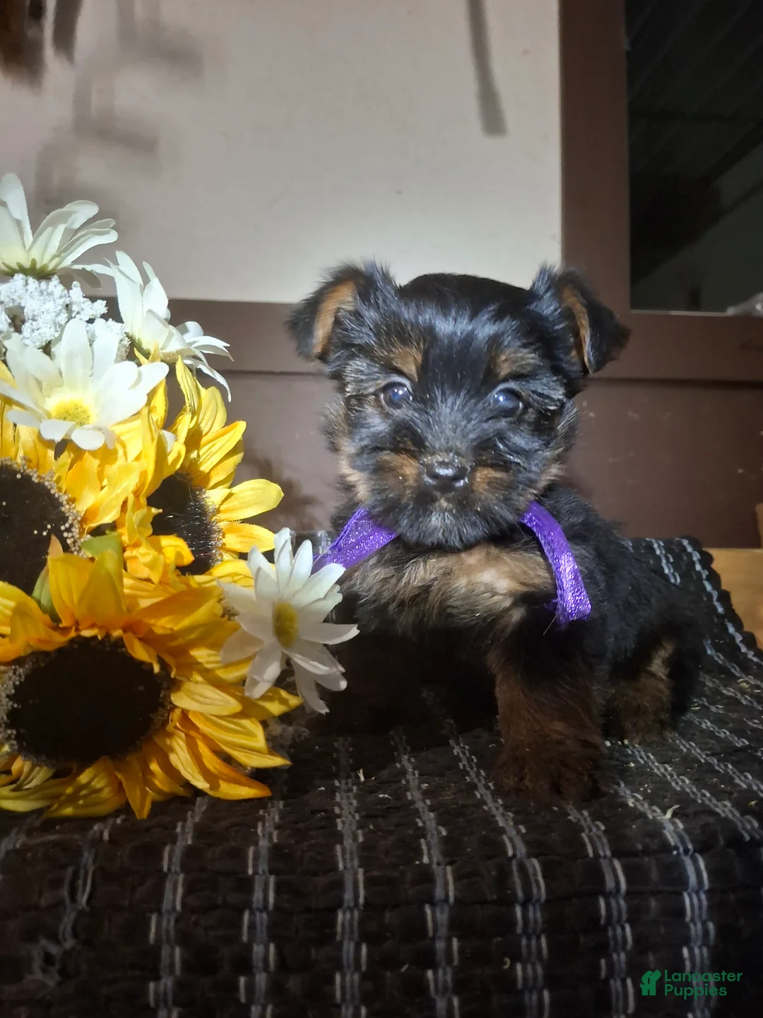 Yorkshire Terrier dogs for sale: Yorkshire Terrier Puppy 3 - Ad 1