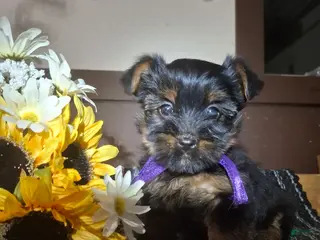 Yorkshire Terrier dogs Yorkshire Terrier Puppy 3 - Ad 13