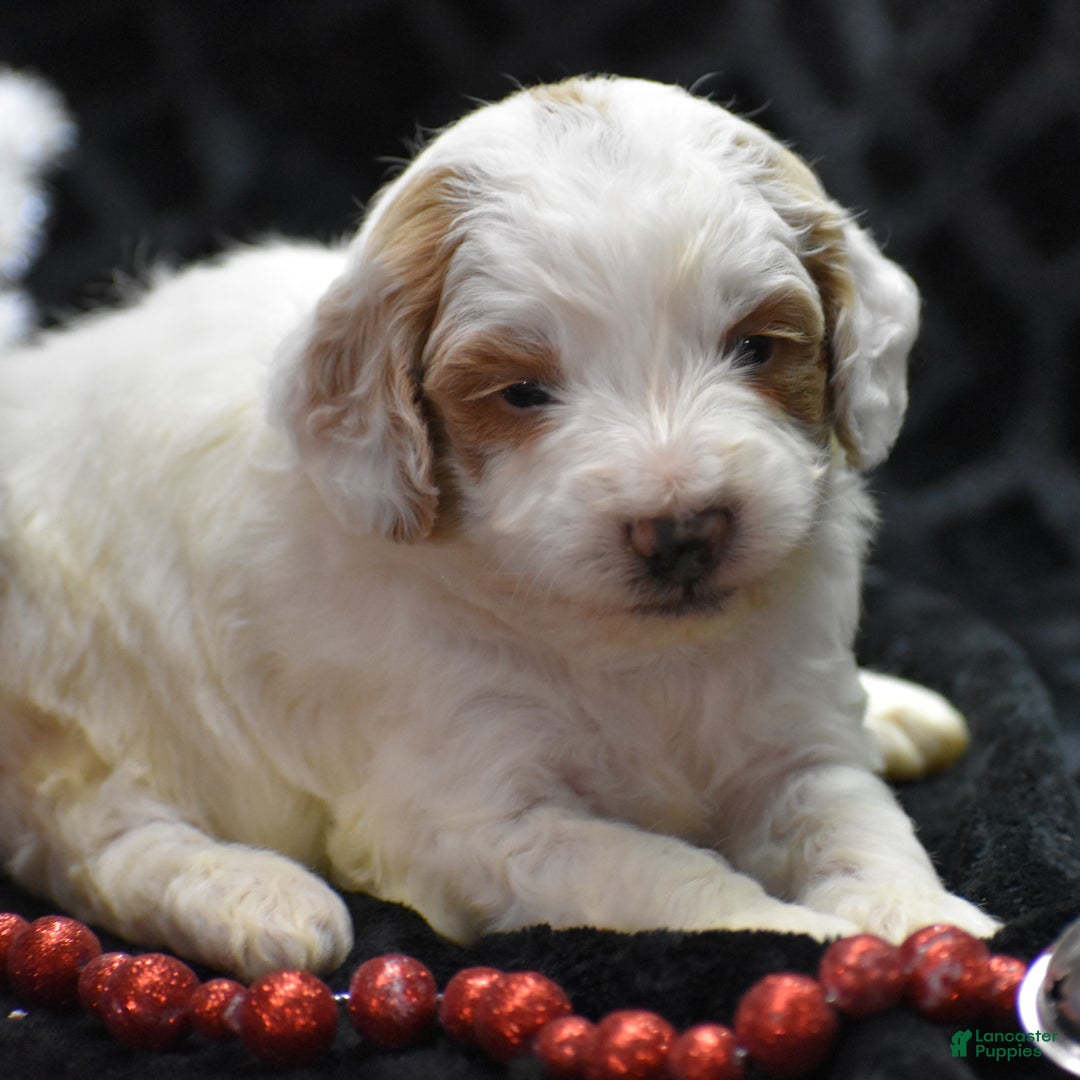 Mini Goldendoodle dogs for sale: Gordy - Ad 11