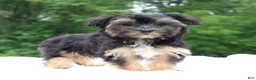 Morkie dogs for sale: Sophie - Ad 5