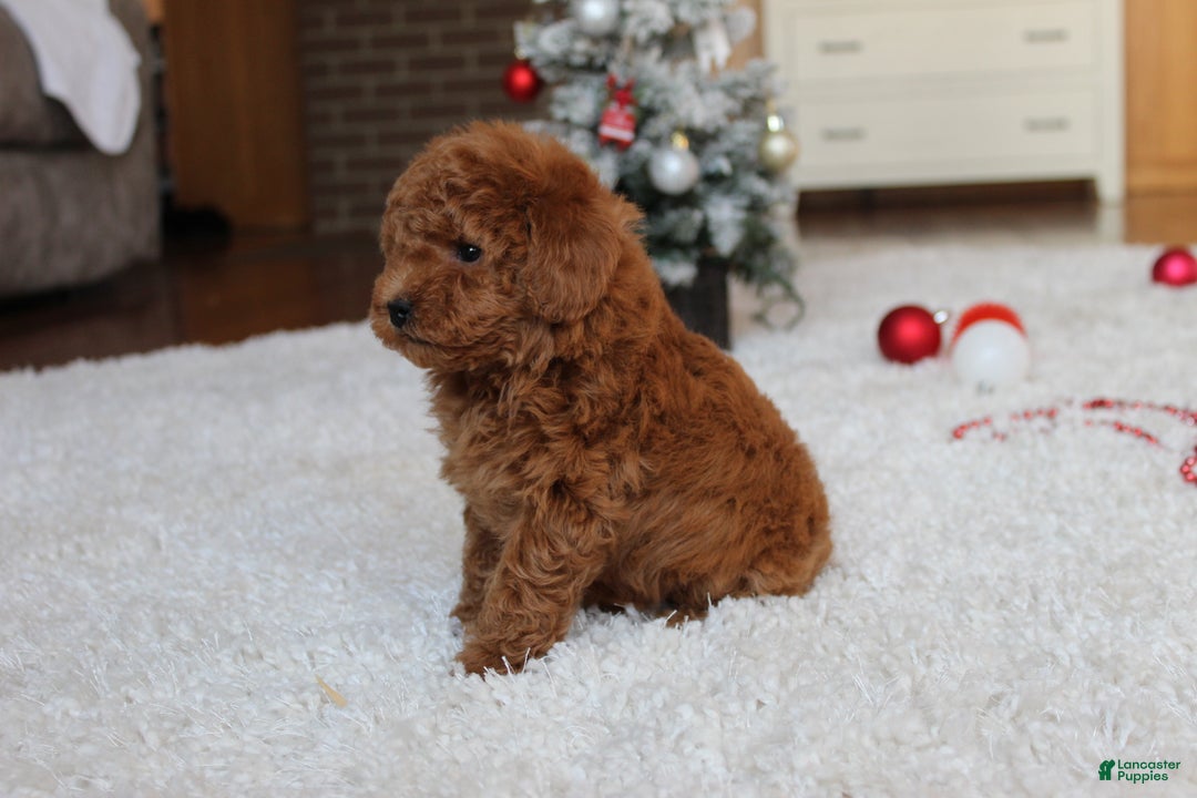 Toy Poodle dogs for sale: Connor - Ad 11