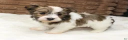Havanese dogs for sale: Copper - Ad 4