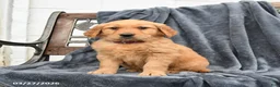 Golden Retriever dogs for sale: Bella   - Ad 1