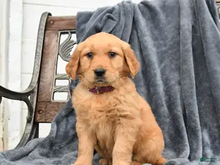 Golden Retriever dogs for sale: Bella - Ad 3