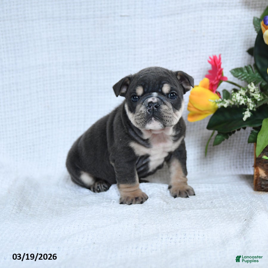 English Bulldog dogs Zeke - Ad 1