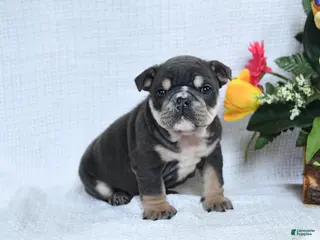 English Bulldog dogs for sale: Zeke - Ad 1