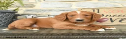 Goldendoodle dogs for sale: Jerry - Ad 2