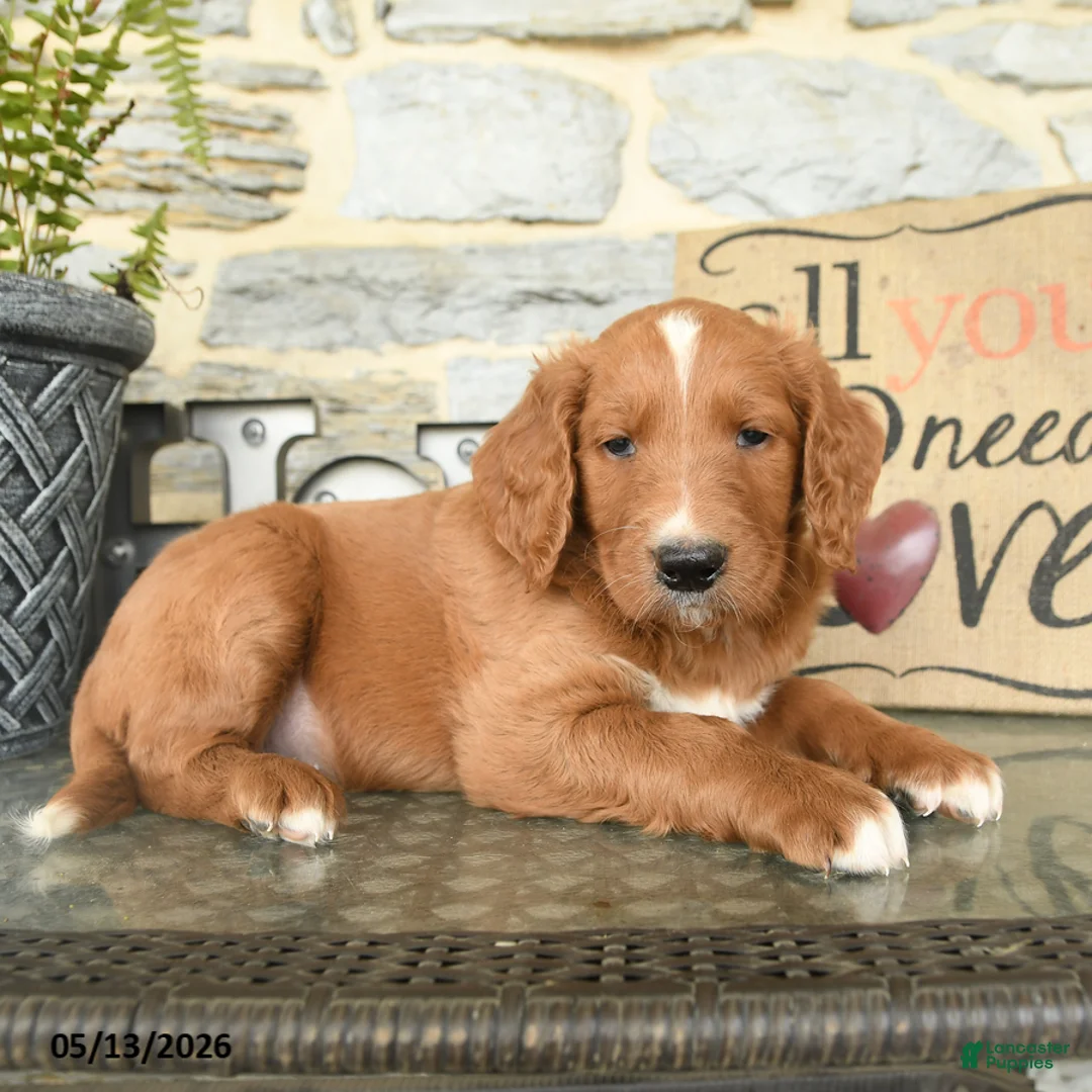 Goldendoodle dogs for sale: Jerry - Ad 2