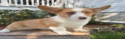 Welsh Corgi Pembroke dogs for sale: Gilbert blue eyes - Ad 1