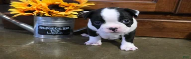 Jamie Boston Terrier 