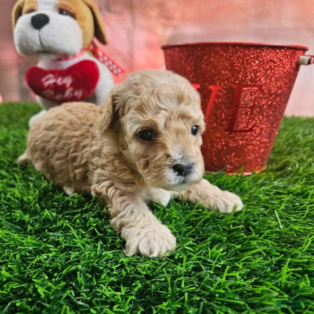Toy Poodle dogs for sale: Timmy - Ad 4