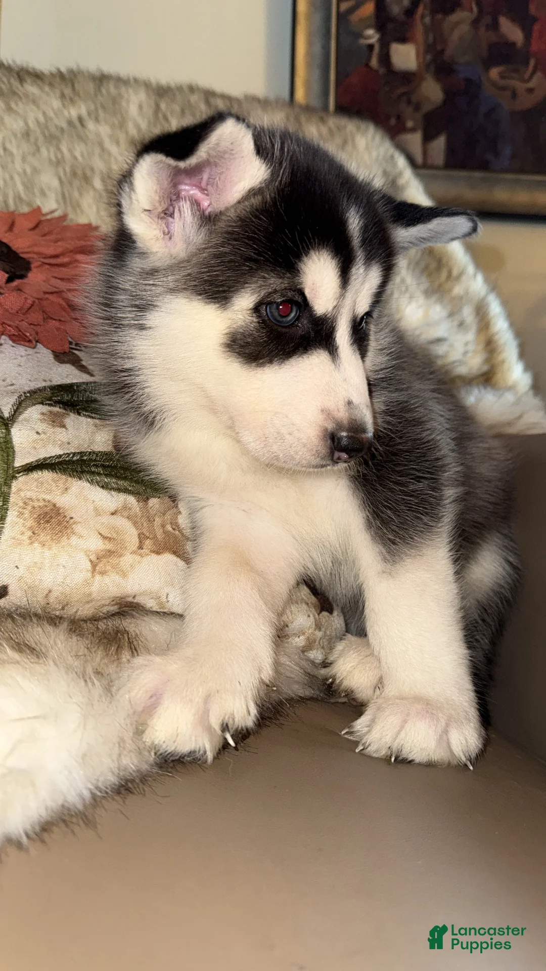 Siberian Husky dogs for sale: Ari - Ad 2