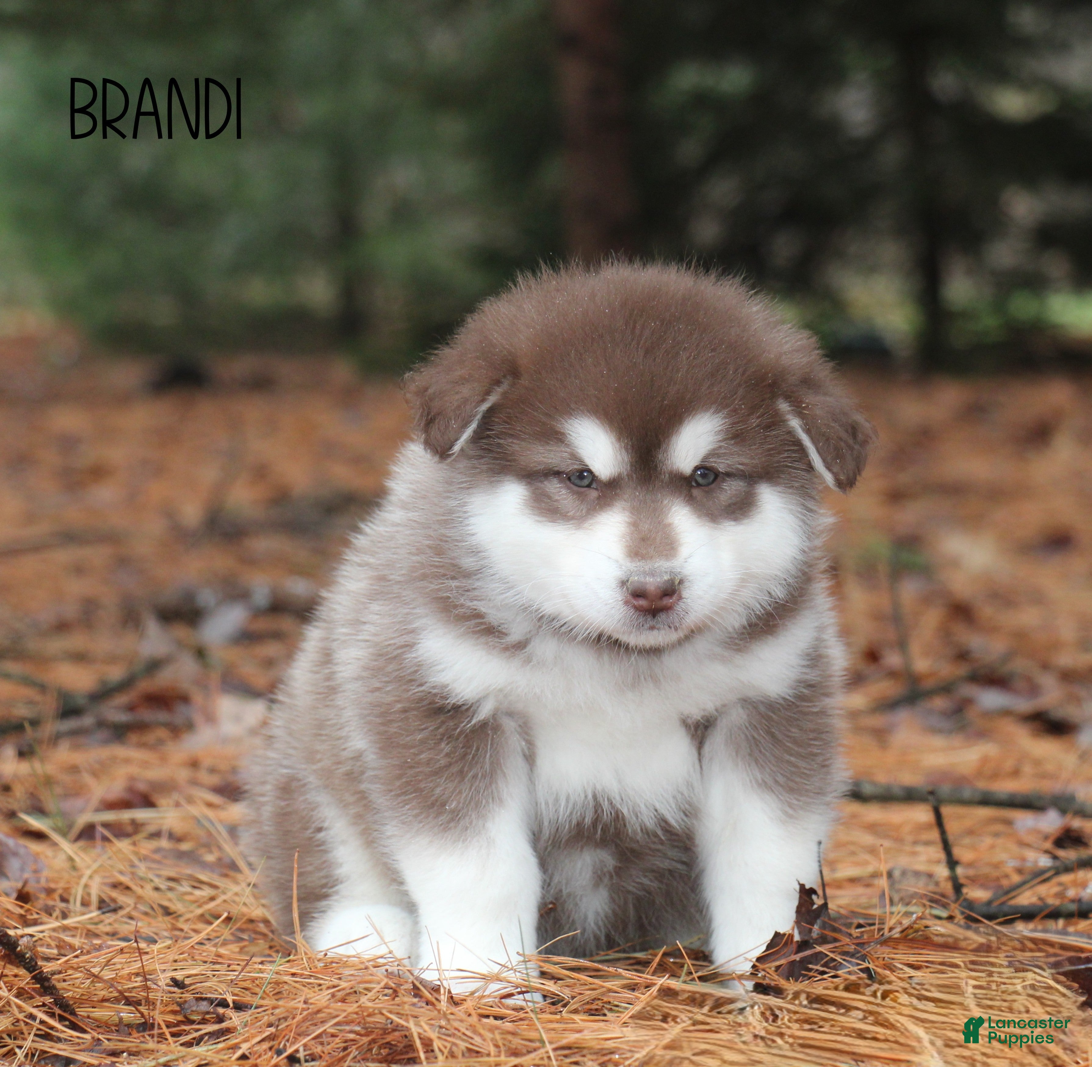 Alaskan Malamute dogs Brandi - Ad 15
