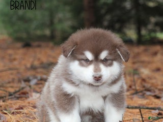 Alaskan Malamute dogs Brandi - Ad 6