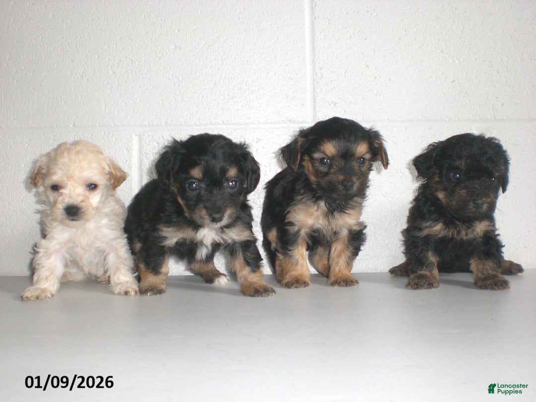 Yorkiepoo dogs for sale: Theo - Ad 3