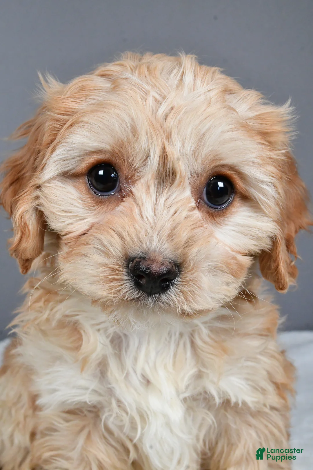 Cavachon dogs for sale: Robin - Ad 6