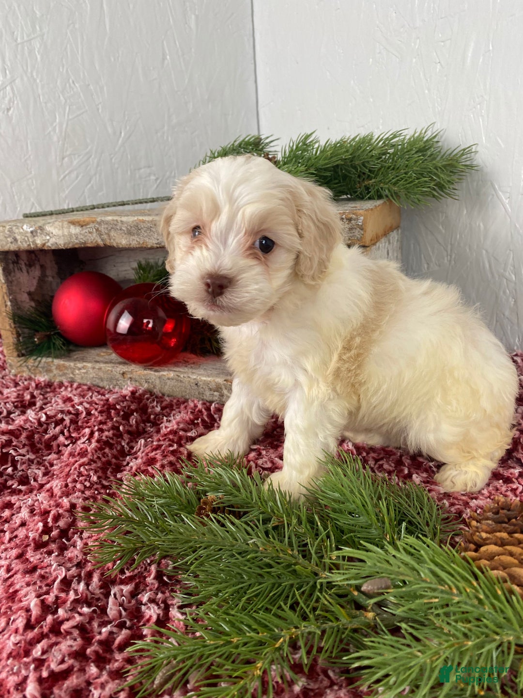 Cockapoo dogs for sale: Cooper - Ad 4