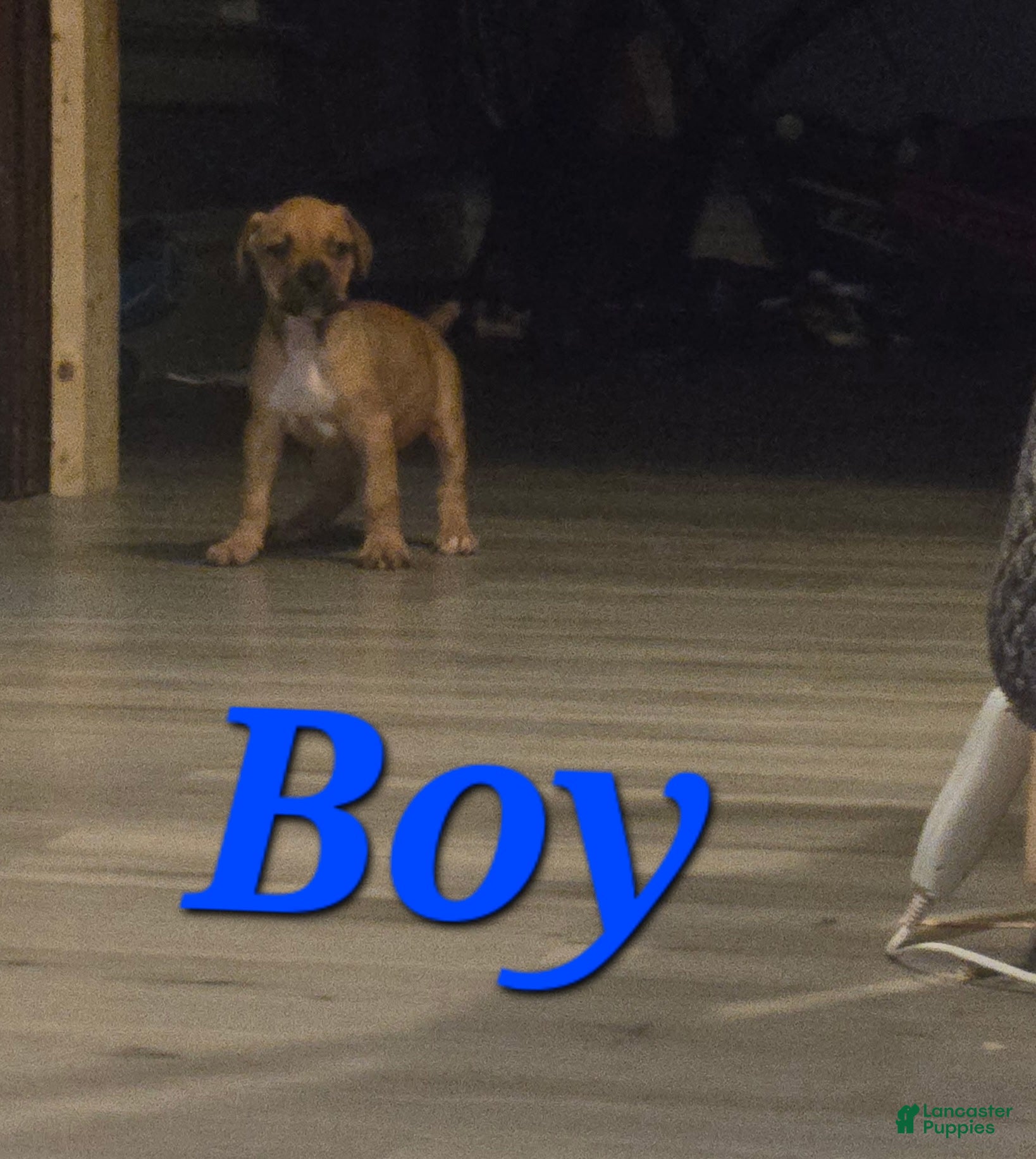 Cane Corso dogs Cane Corso Puppy 4 - Ad 18