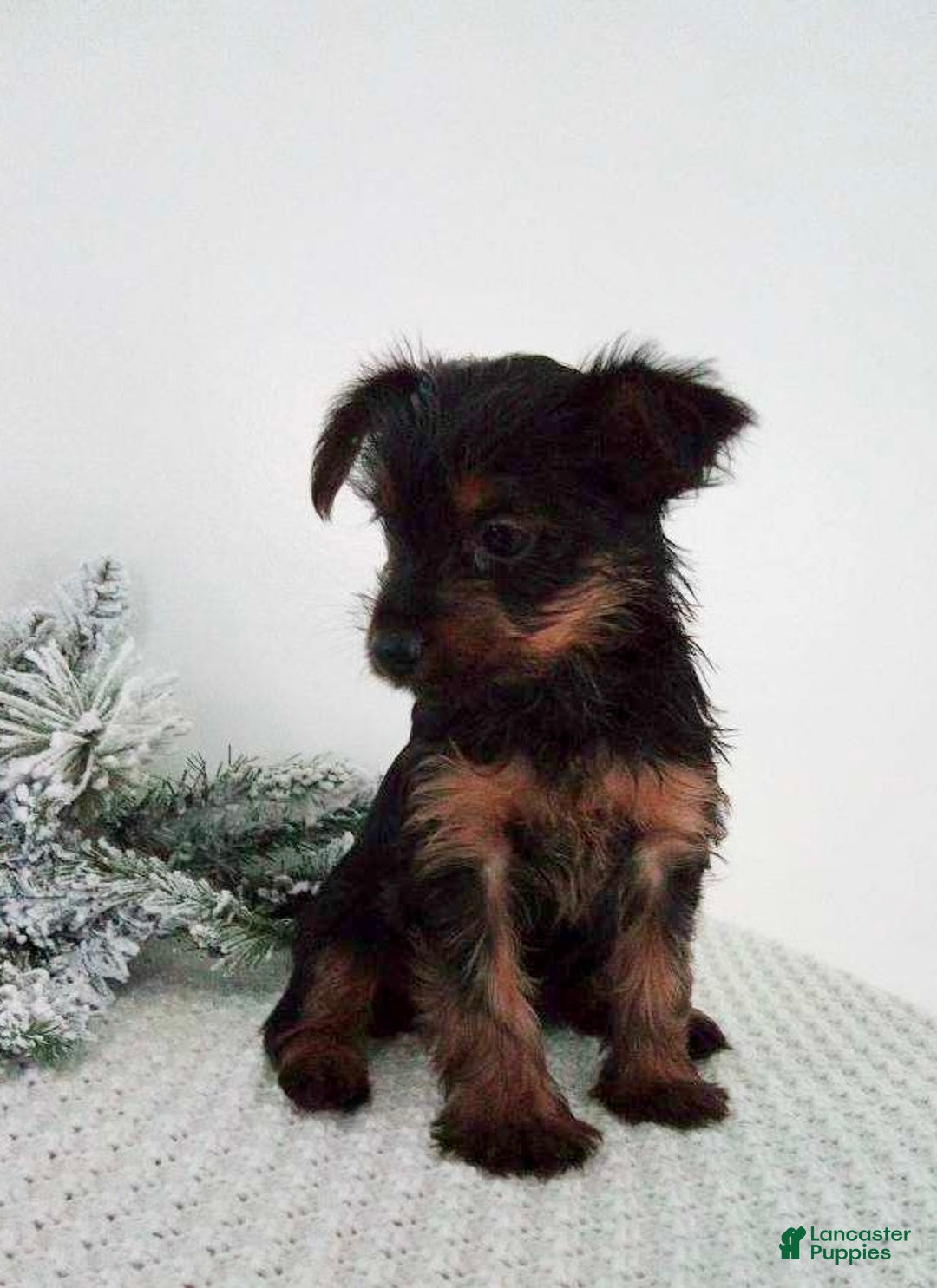 Yorkshire Terrier dogs for sale: Jingle - Ad 3
