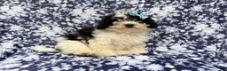Shihpoo dogs for sale: Darlin - Ad 8