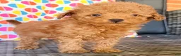 Toy Poodle dogs for sale: Bucky  - Ad 8