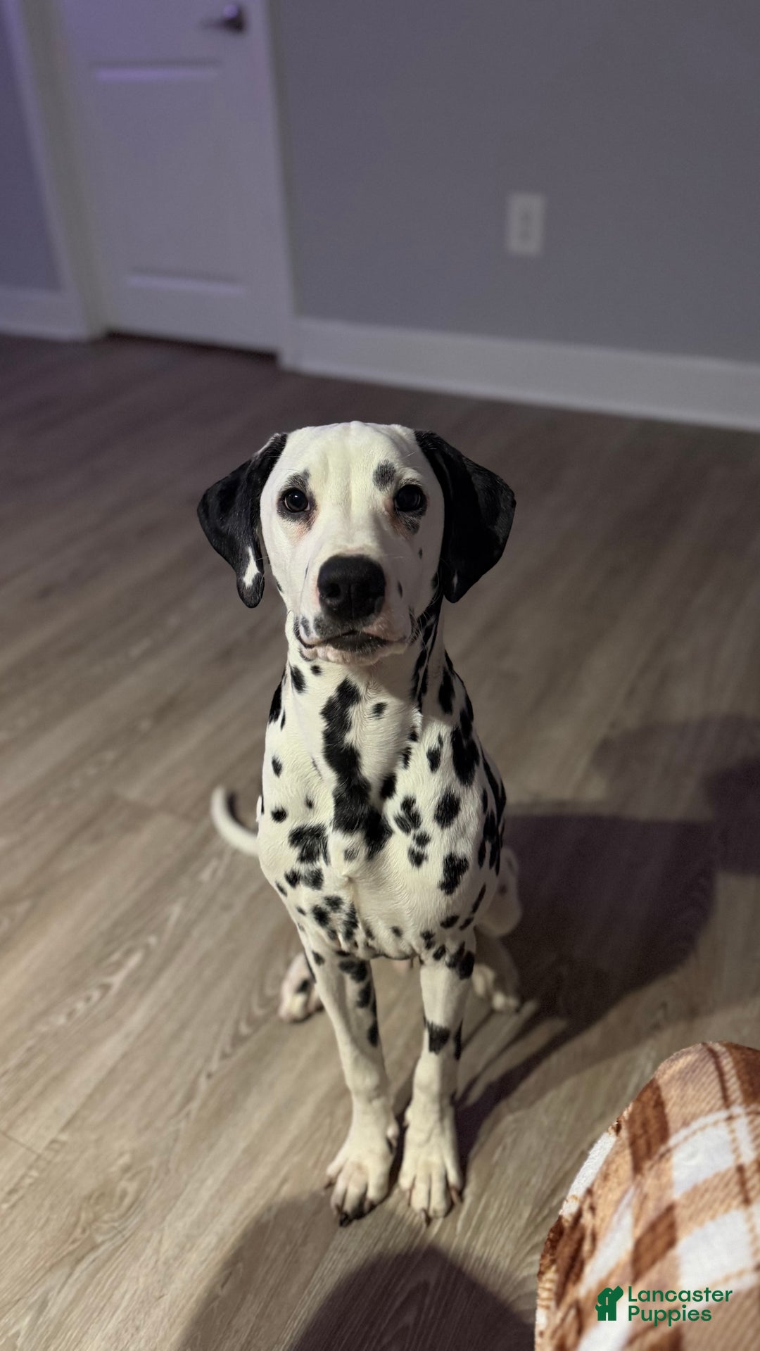 Dalmatian dogs for sale: Dalmatian Puppy 1 - Ad 1