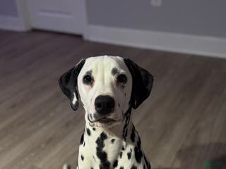 Dalmatian dogs Dalmatian Puppy 1 - Ad 4