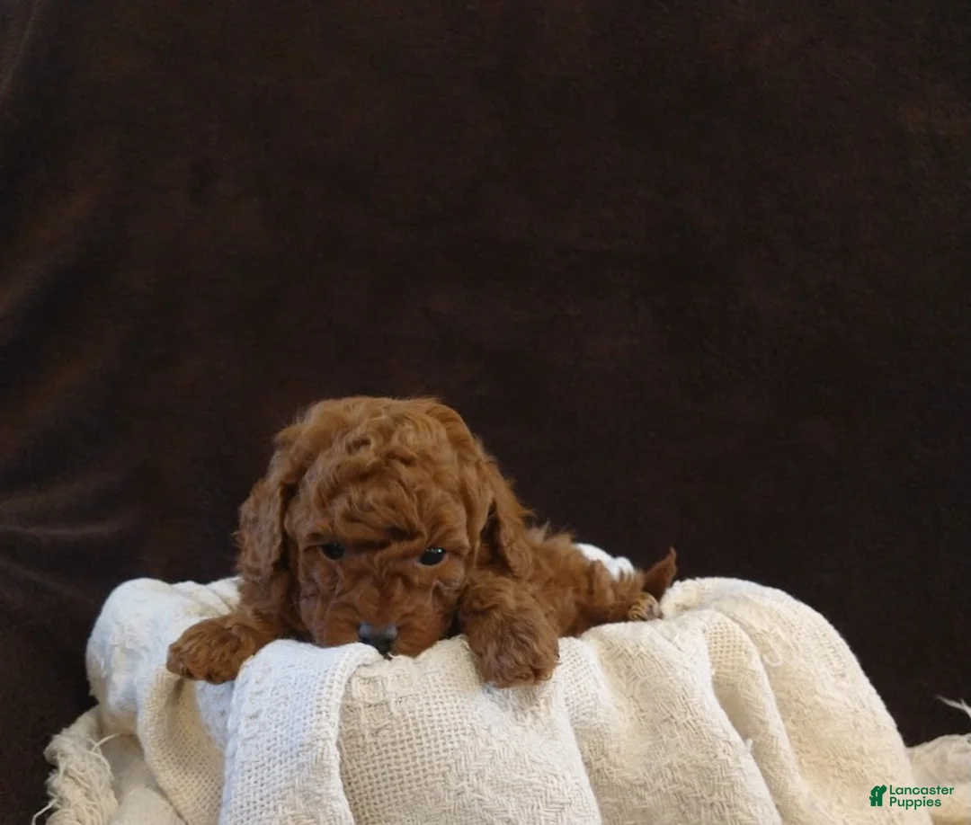 Toy Poodle dogs for sale: Archie - Ad 7