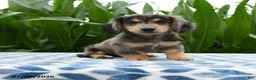 Miniature Dachshund dogs for sale: Mocha - Ad 3