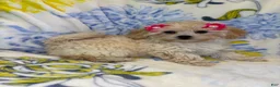 Mixed Breed dogs for sale: Mixed Breed 4 - Ad 2