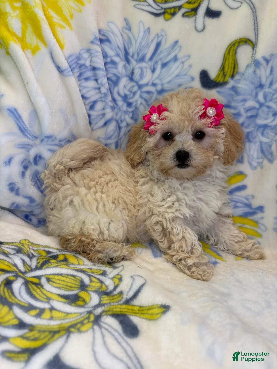 Mixed Breed dogs for sale: Mixed Breed 4 - Ad 2