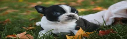 Boston Terrier dogs for sale: Cathy Boston Terrier  - Ad 6
