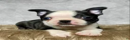 Mixed Breed dogs for sale: Miss Daisy  - Ad 7