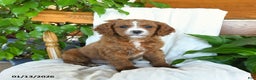 Cavapoo dogs for sale: Sawyer - Ad 2