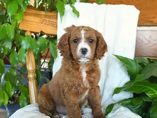 Cavapoo dogs Sawyer - Ad 7