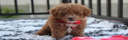 Bichpoo dogs for sale: Kirian  - Ad 5