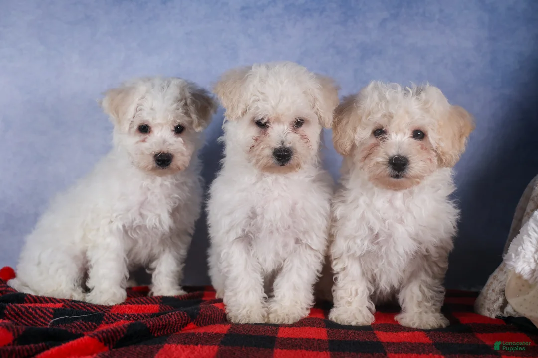 Bichon Frise dogs for sale: Dakota - Ad 21