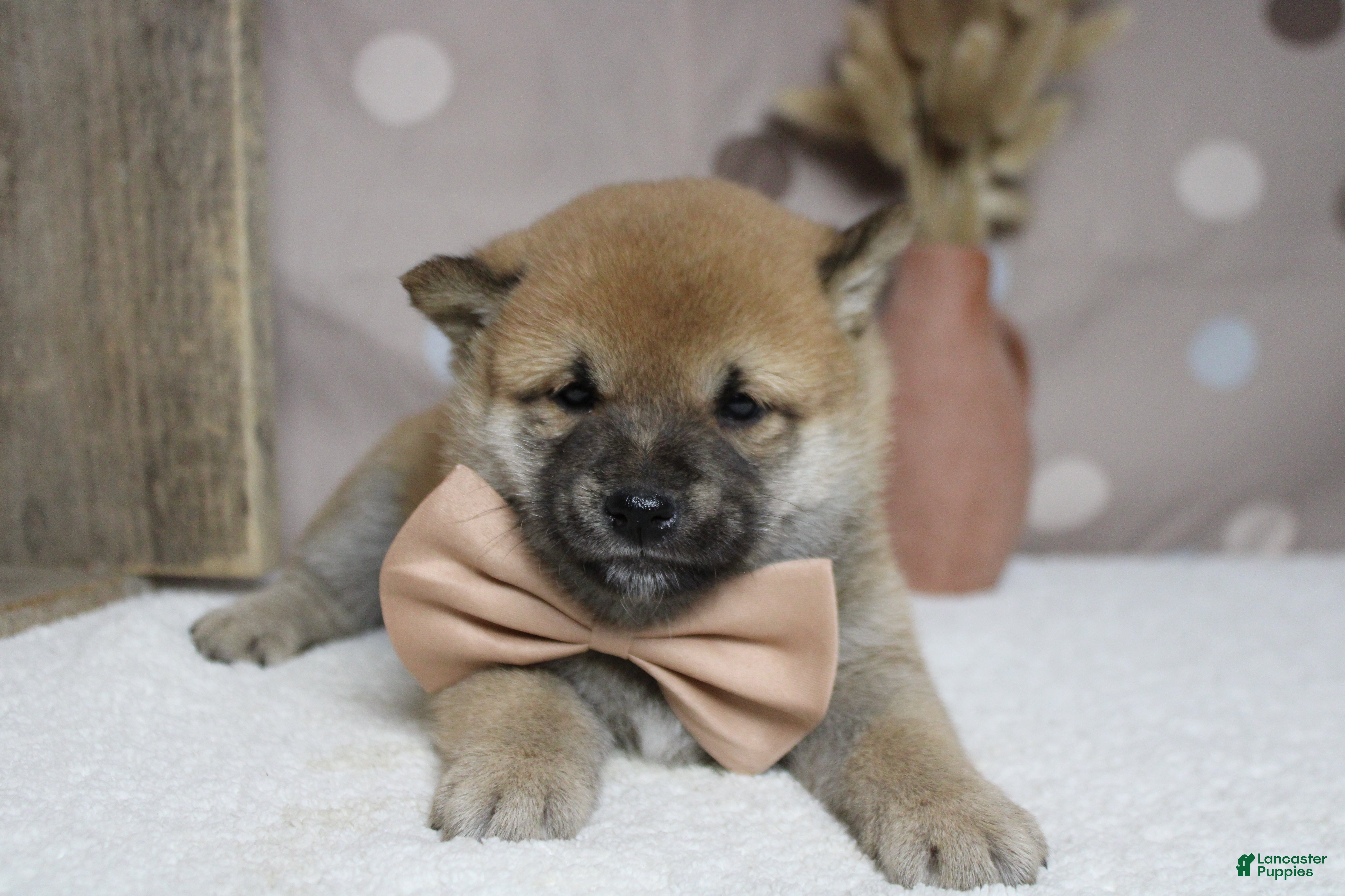 Shiba Inu dogs Hendrix - Ad 8