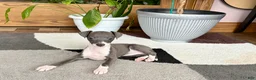 Italian Greyhound dogs for sale: Anna  - Ad 3