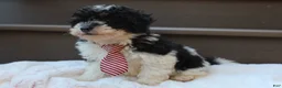 Miniature Poodle dogs for sale: Milo - Ad 4