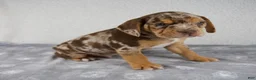 Beabull dogs for sale: Ryder - Ad 4