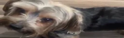 Yorkshire Terrier dogs for sale: Yorkshire Terrier 1 - Ad 4