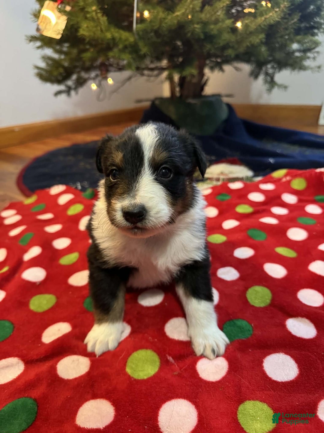 Australian Shepherd dogs for sale: Polar - Ad 5