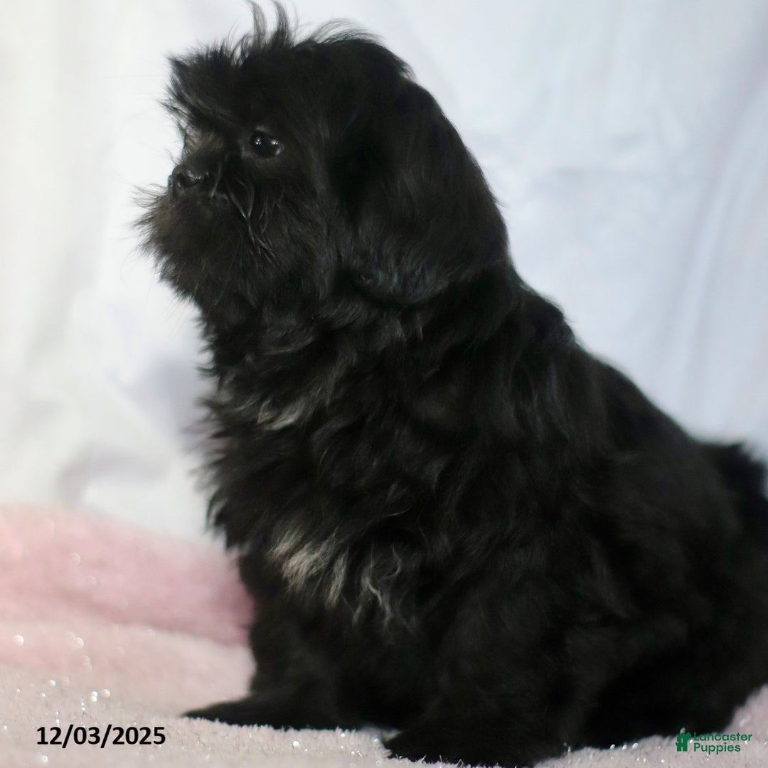 Shih Tzu dogs for sale: Kim  - Ad 2