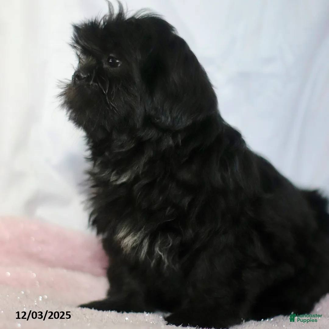 Shih Tzu dogs for sale: Kim  - Ad 2