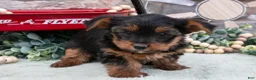 Yorkshire Terrier dogs for sale: Braxton - Ad 2